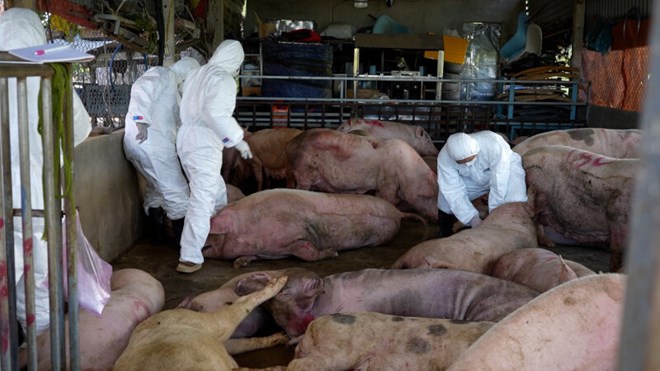 Các lực lượng chức năng ở Quảng Ngãi làm việc tại một điểm thu mua lợn bị dịch bệnh tả lợn Châu Phi. Ảnh: Thành Sự