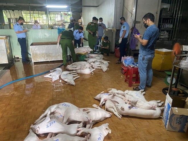 Công an tỉnh Quảng Ngãi bóc đường dây thu gom, giết mổ lợn dịch