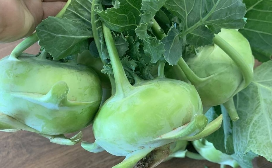 Le chou-rave est une source efficace de vitamine C lorsqu'il est préparé correctement. Photo: Kiều Vũ