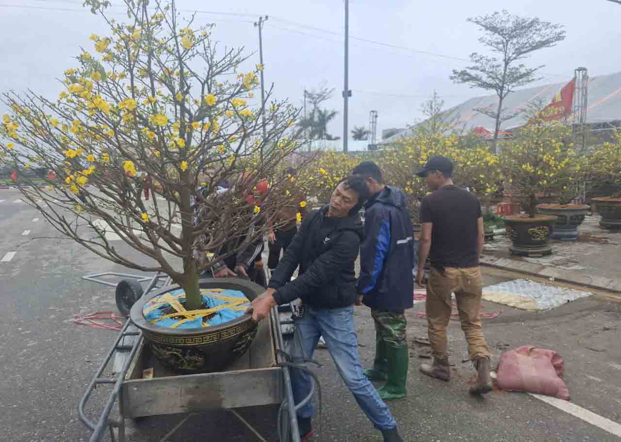 Mỗi ngày người chở thuê mai, đào có thể kiếm được tiền triệu. Ảnh: Trần Tuấn.