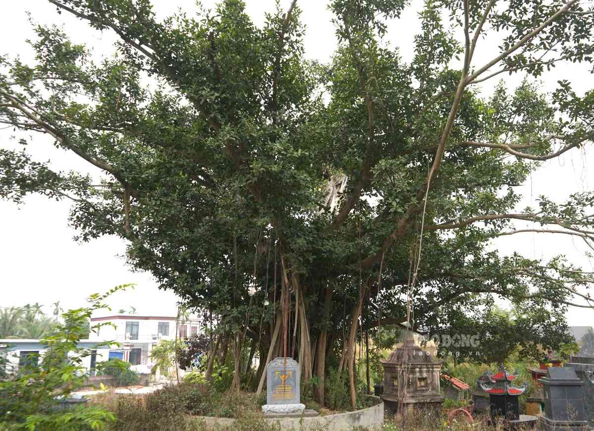Cây đa di sản cạnh nhà văn hóa Trại Kênh, gần nơi phát hiện mộ cổ 2 nghìn năm. Ảnh: Mai Dung