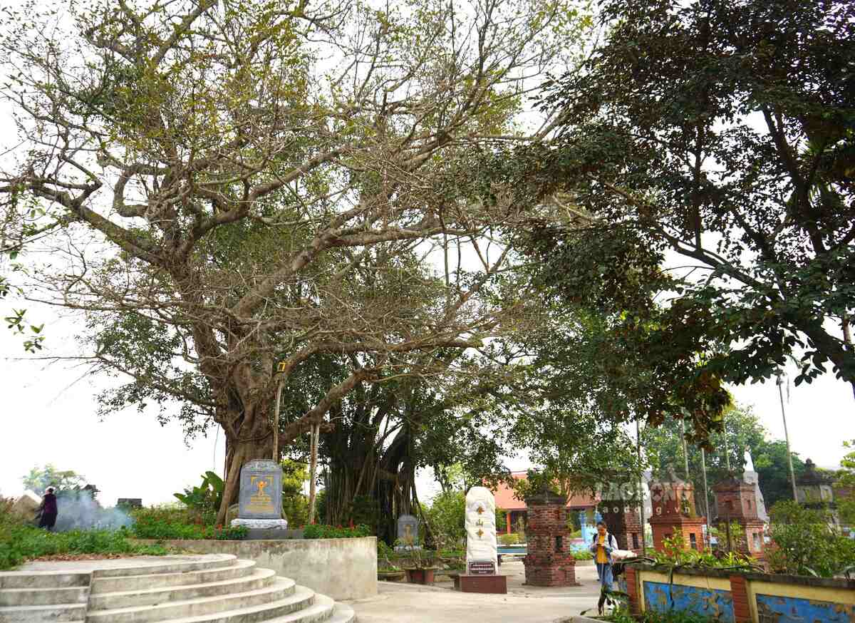 Cụm cây di sản tỏa bóng mát cho khuôn viên chùa Hương Sơn. Ảnh: Mai Dung