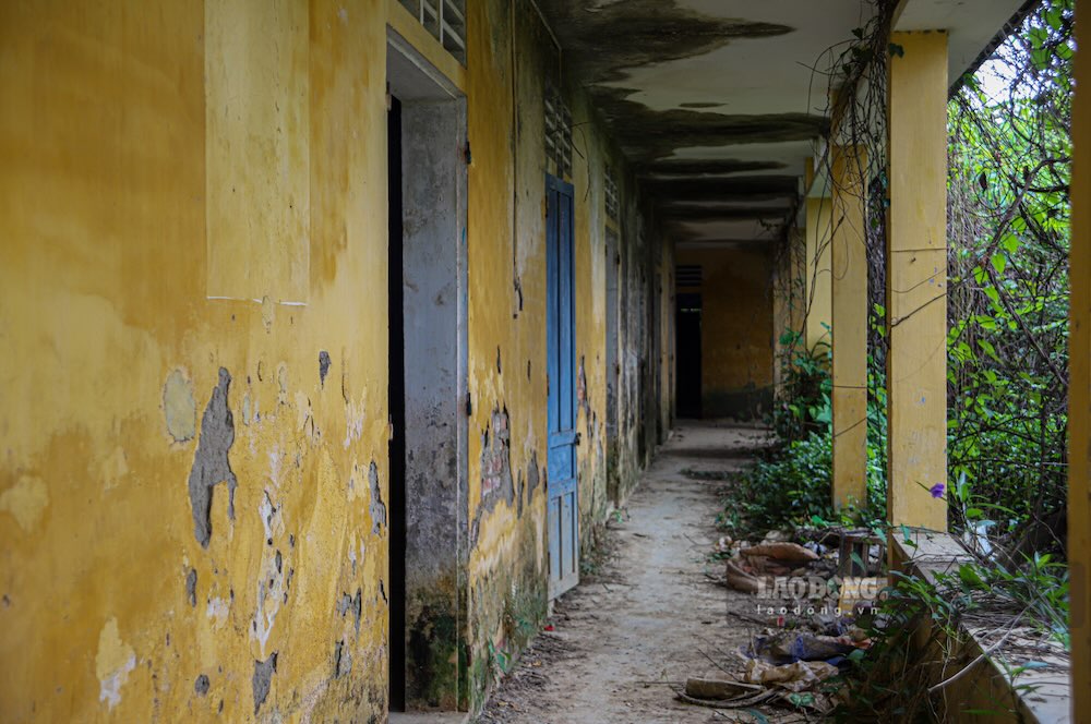 Gần một nửa khu trường đã bị cây dại “nuốt” trọn. 