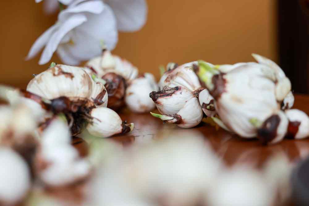 Chăm sóc thủy tiên đòi hỏi nhiều công đoạn. Ảnh: Hải Nguyễn