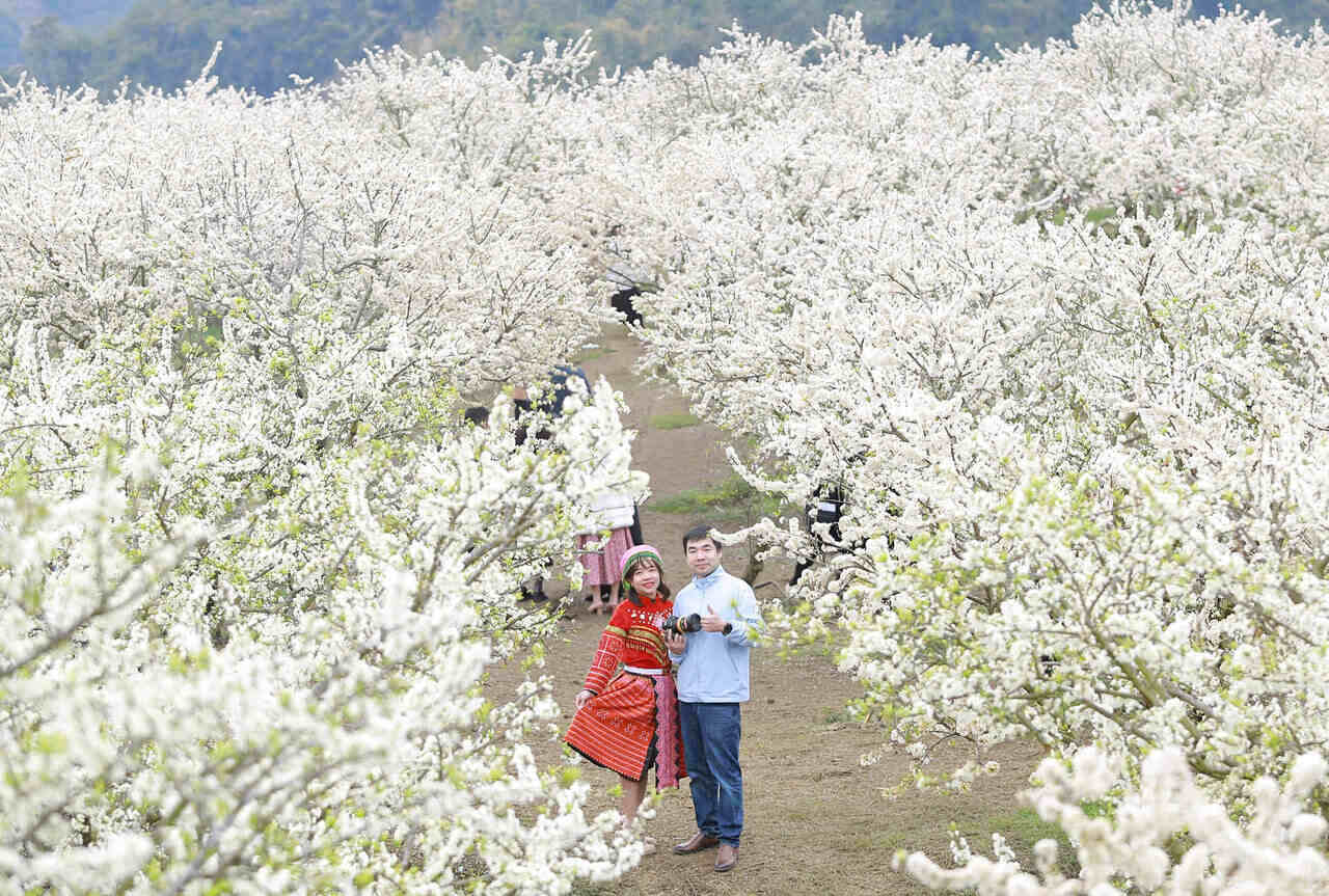 Mùa hoa mận (tháng 1-2 hằng năm) cũng là dịp cao điểm của du lịch Mộc Châu. Ảnh: Minh Nguyễn