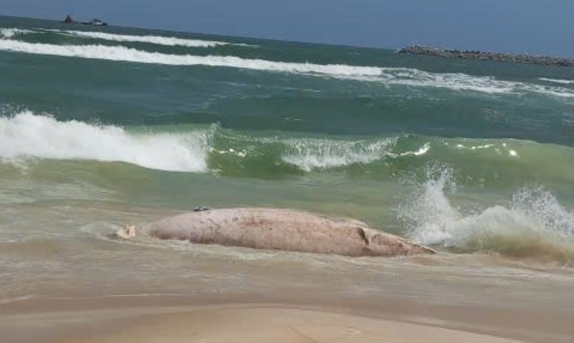 Large whale carcass drifted ashore in My Thuy commune. Photo: Han Nguyen