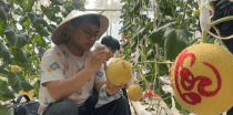 Seasonal workers meticulously draw calligraphy on cantaloupe, creating products to serve the Tet market, bringing in millions of VND in income each day. Photo: Hoang Loc