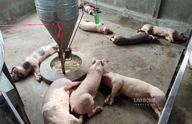 Dien Bien supports people affected by African swine fever. Photo: Van Duc