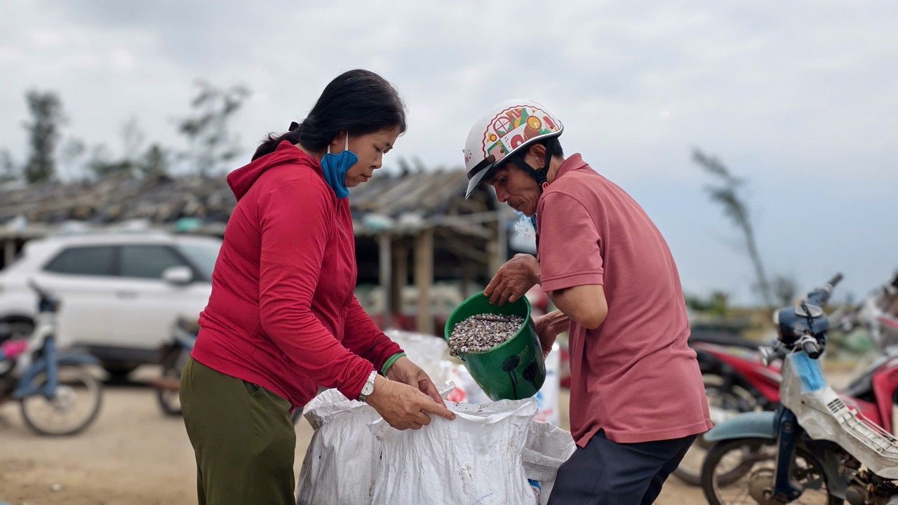 Rice snails are the "sea fortune" of coastal fishermen in Quang Ngai. Photo: Vien Nguyen