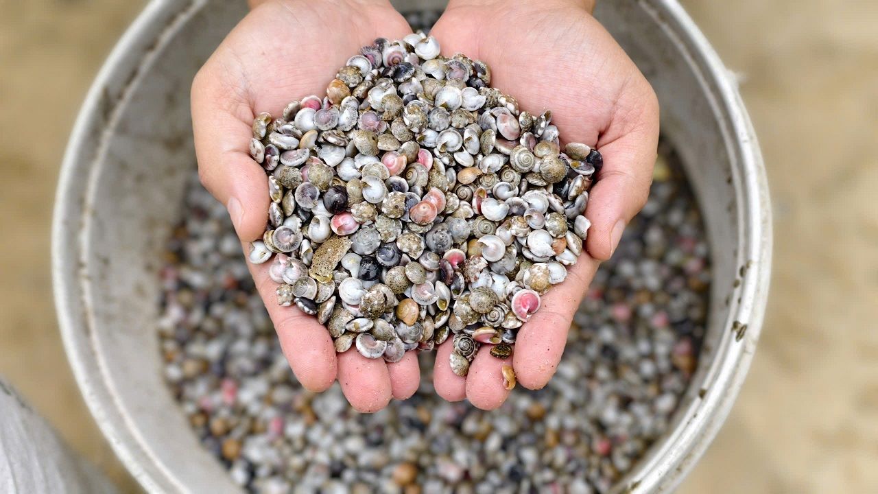 Ốc gạo là món ăn rất được nhiều dân Quảng Ngãi ưa thích. Ảnh: Viên Nguyễn