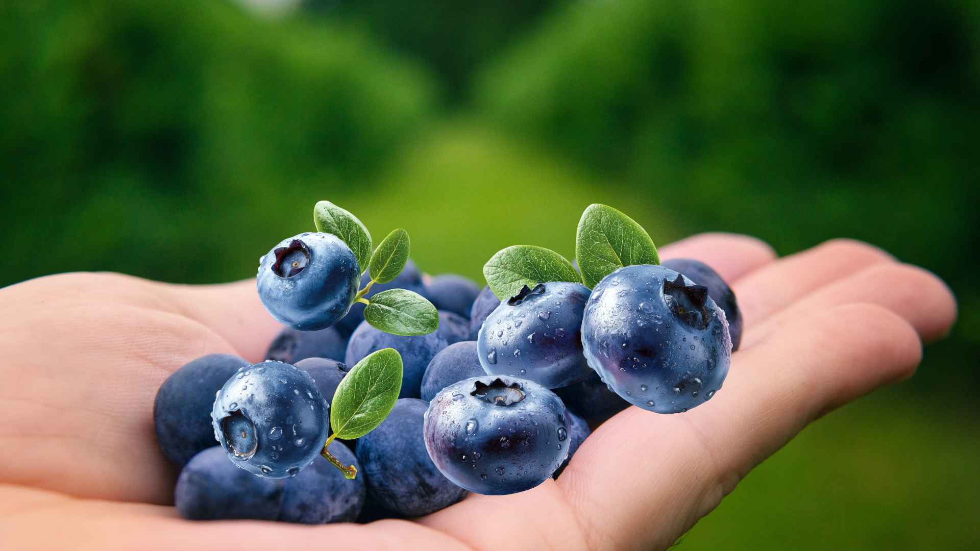 Blueberries are assessed by nutrition experts to help nourish the brain and are good for the heart. Graphic photo: Huong Son