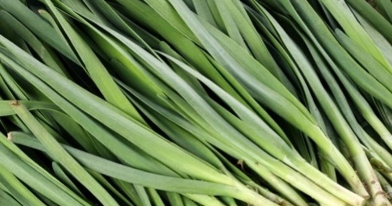 Chế biến hành lá thành món ăn chữa bệnh