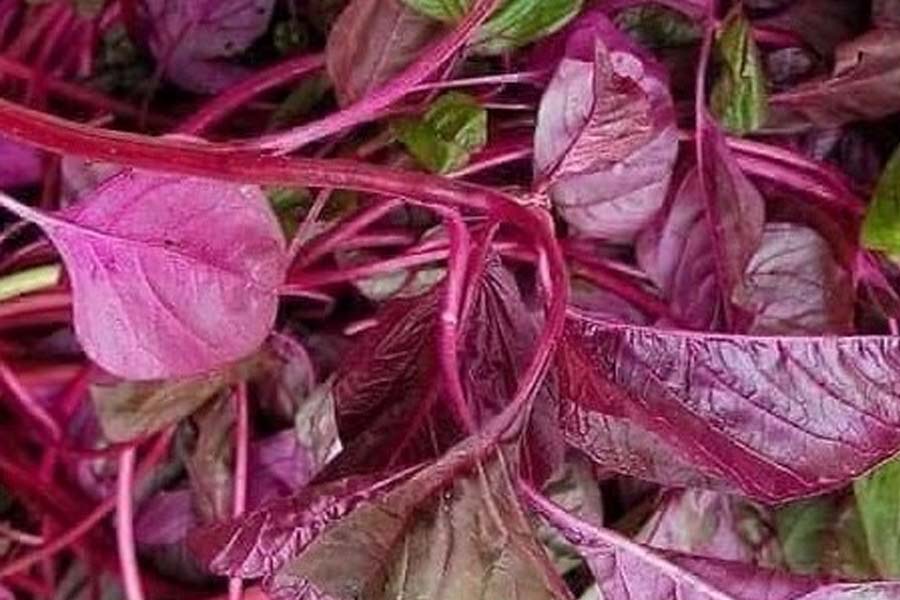 Red leafy vegetables and their important role in preventing iron deficiency in women. Photo: Kieu Vu