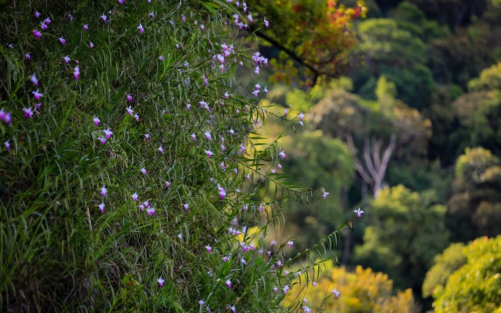 ការលាយឡំគ្នានៃដើមឈើ និងផ្កាជាច្រើនប្រភេទបង្កើតបានជាទេសភាពធម្មជាតិដ៏រស់រវើក ដែលទាក់ទាញភ្ញៀវទេសចរឱ្យមកស្វែងយល់។