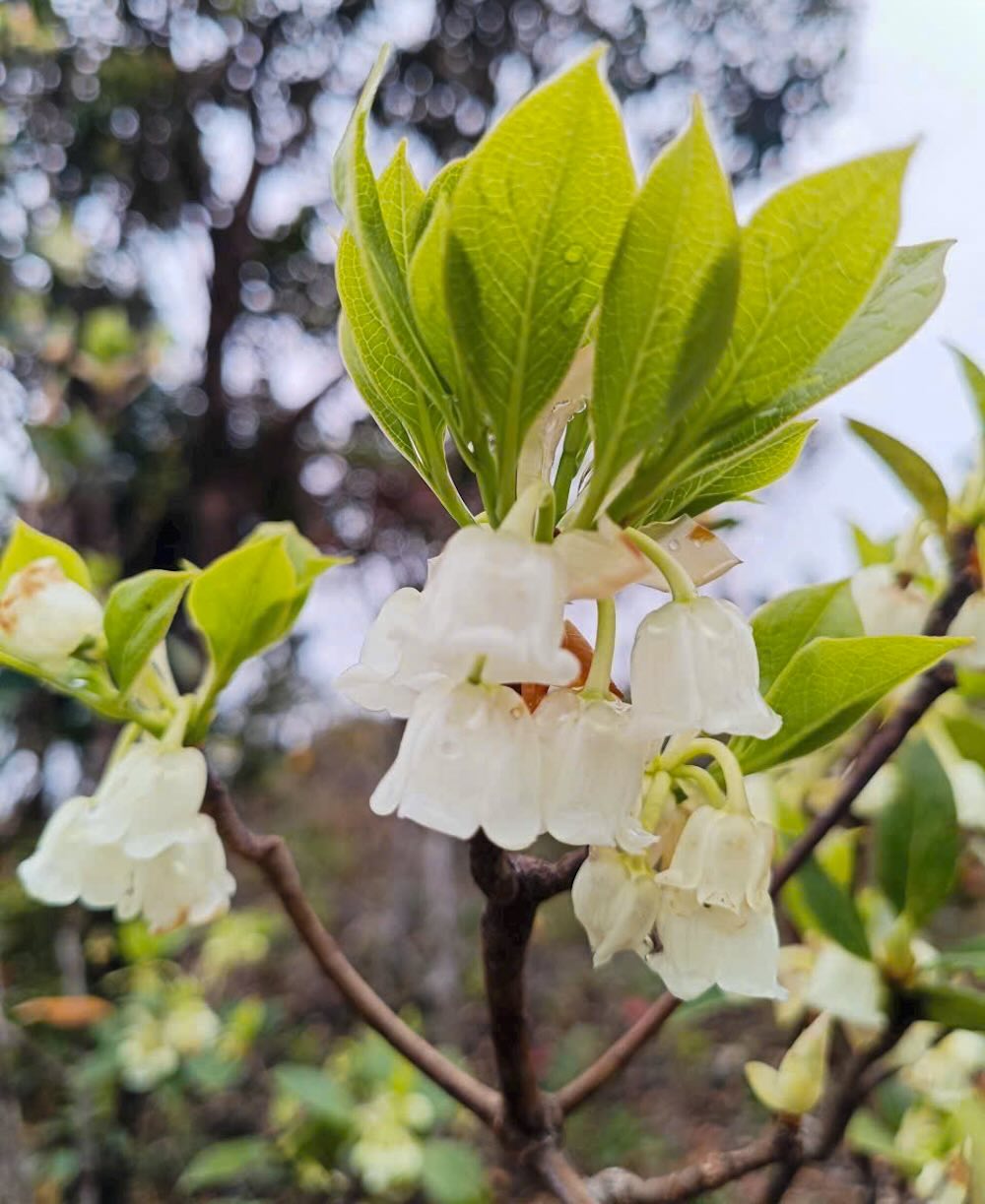 ផ្កាពណ៌សសុទ្ធ និងឆើតឆាយទាំងនេះទាក់ទាញមនុស្សជាច្រើន។