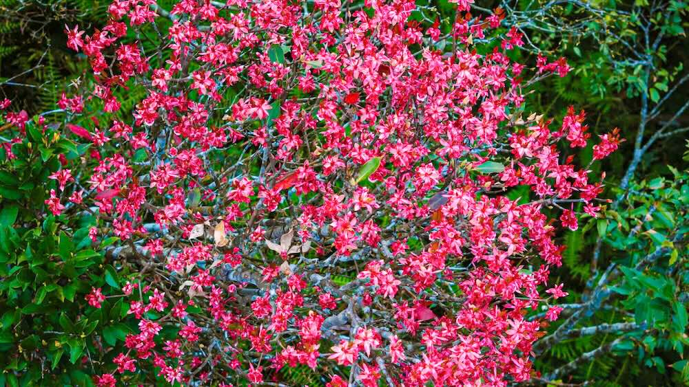 យោងតាមលោក Nguyen Vu Linh នាយកឧទ្យានជាតិ Bach Ma ក្នុងរយៈពេលថ្មីៗនេះ តាមរយៈការស្រាវជ្រាវនៅទីវាល ប្រភេទសត្វថ្មីចំនួន 14 ត្រូវបានរកឃើញ និងបោះពុម្ពផ្សាយ ដែលធ្វើឲ្យកាតាឡុកឧទ្យាននេះទាន់សម័យជាមួយនឹងប្រភេទសត្វជាង 73 ប្រភេទដែលមិនទាន់បានចុះបញ្ជីពីមុន (ប្រភេទរុក្ខជាតិ 50 ប្រភេទ សត្វ 23 ប្រភេទ)។