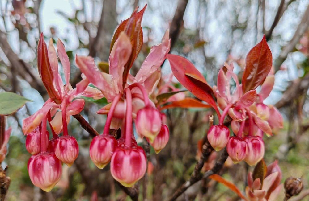 ចង្កោមផ្ការ៉ូដូដេនដ្រូនរីកនៅលើជម្រាលភ្នំ ដែលគូររូបទេសភាពភ្នំដ៏ធំល្វឹងល្វើយជាមួយនឹងពណ៌នៃរដូវផ្ការីក។