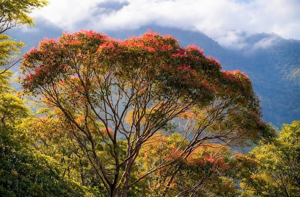 ព្រៃឈើ​ដើម​ដ៏ខៀវស្រងាត់ និង​បៃតងខ្ចី ដែលជា «សួត» អេកូឡូស៊ីដ៏សំខាន់របស់តំបន់កណ្តាល រក្សាបាននូវធនធានហ្សែនដ៏កម្រ។ ដីអន្តរកាលចម្រុះពីតំបន់ជើងភ្នំរហូតដល់តំបន់ខ្ពង់រាប រួមចំណែកដល់ប្រព័ន្ធអេកូឡូស៊ីដ៏សម្បូរបែបនៅទីនេះ។