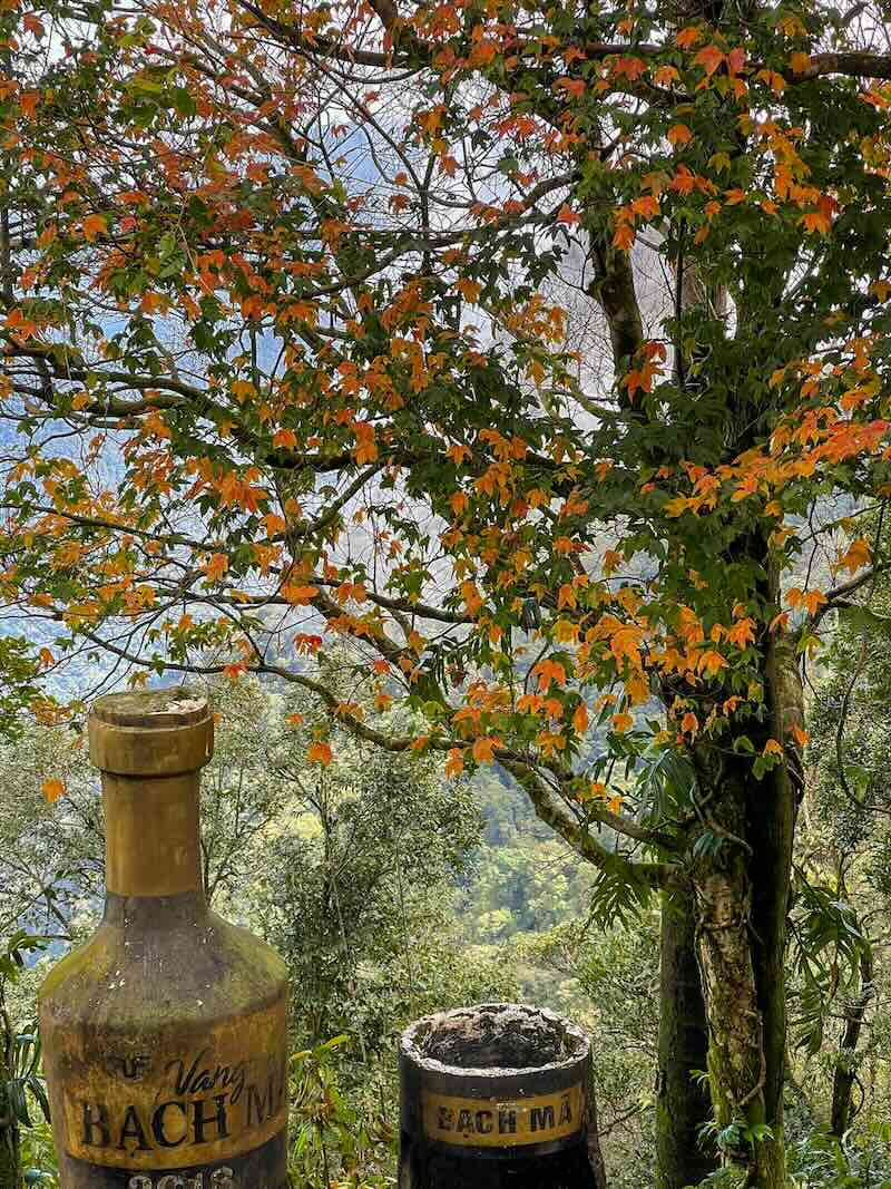 ដើមម៉េផលភាគខាងជើងវៀតណាមបន្ថែមពណ៌ស្រស់ឆើតឆាយ ធ្វើឱ្យទេសភាពនិទាឃរដូវកាន់តែរស់រវើក។