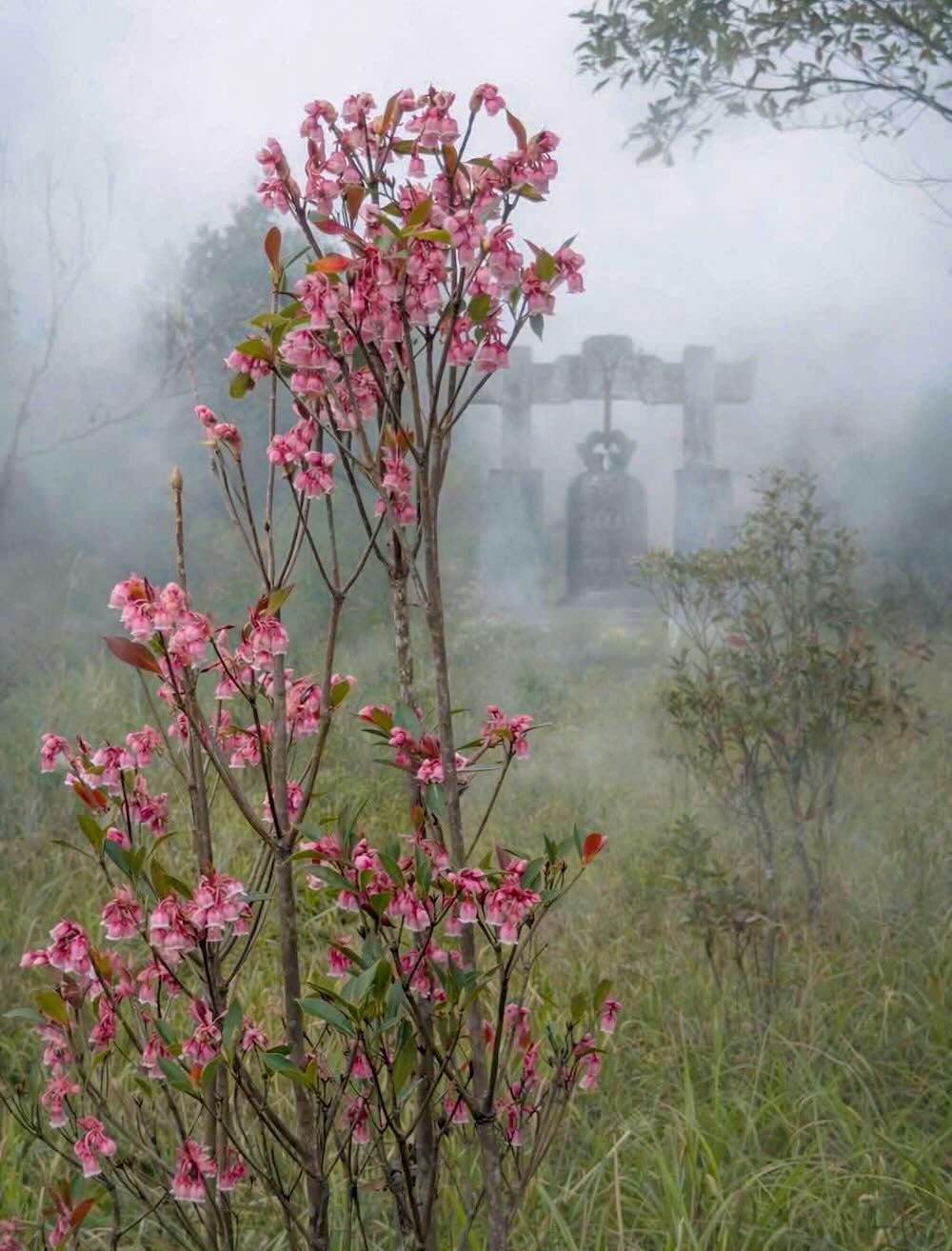 ដើមរ៉ូដូដេនដ្រូន (Rhododendron) ផ្កាកណ្ដឹងដុះលូតលាស់ដល់កម្ពស់ ៥ ម៉ែត្រ ផ្កាពណ៌ស និងក្រហមរបស់វាលេចធ្លោនៅផ្ទៃខាងក្រោយនៃព្រៃបៃតងជ្រៅ។
