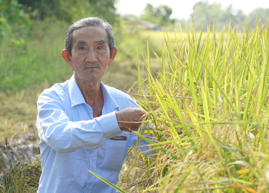 Ông Hứa Thành Nghĩa thăm đồng lúa ST25 tại Đại Tâm. Ảnh: Phương Anh