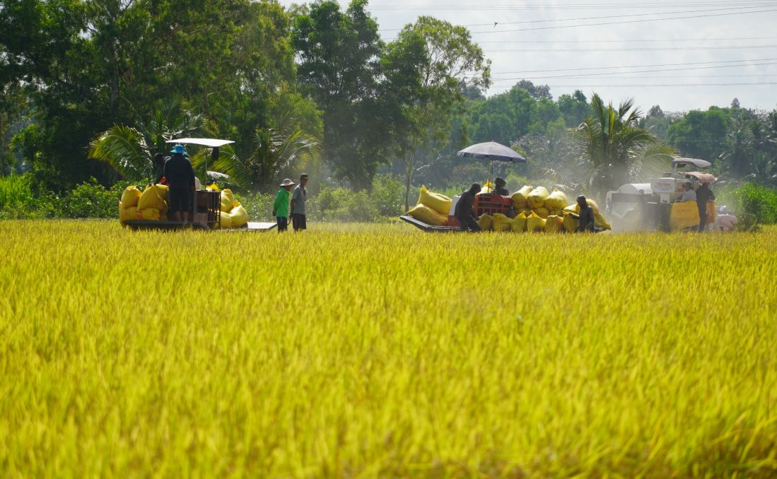 Nông dân thu hoạch lúa ST25 vụ Đông Xuân 2026. Ảnh: Phương Anh