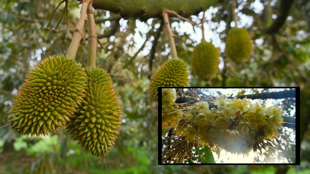 Unseasonal rain and durian response solutions from experts