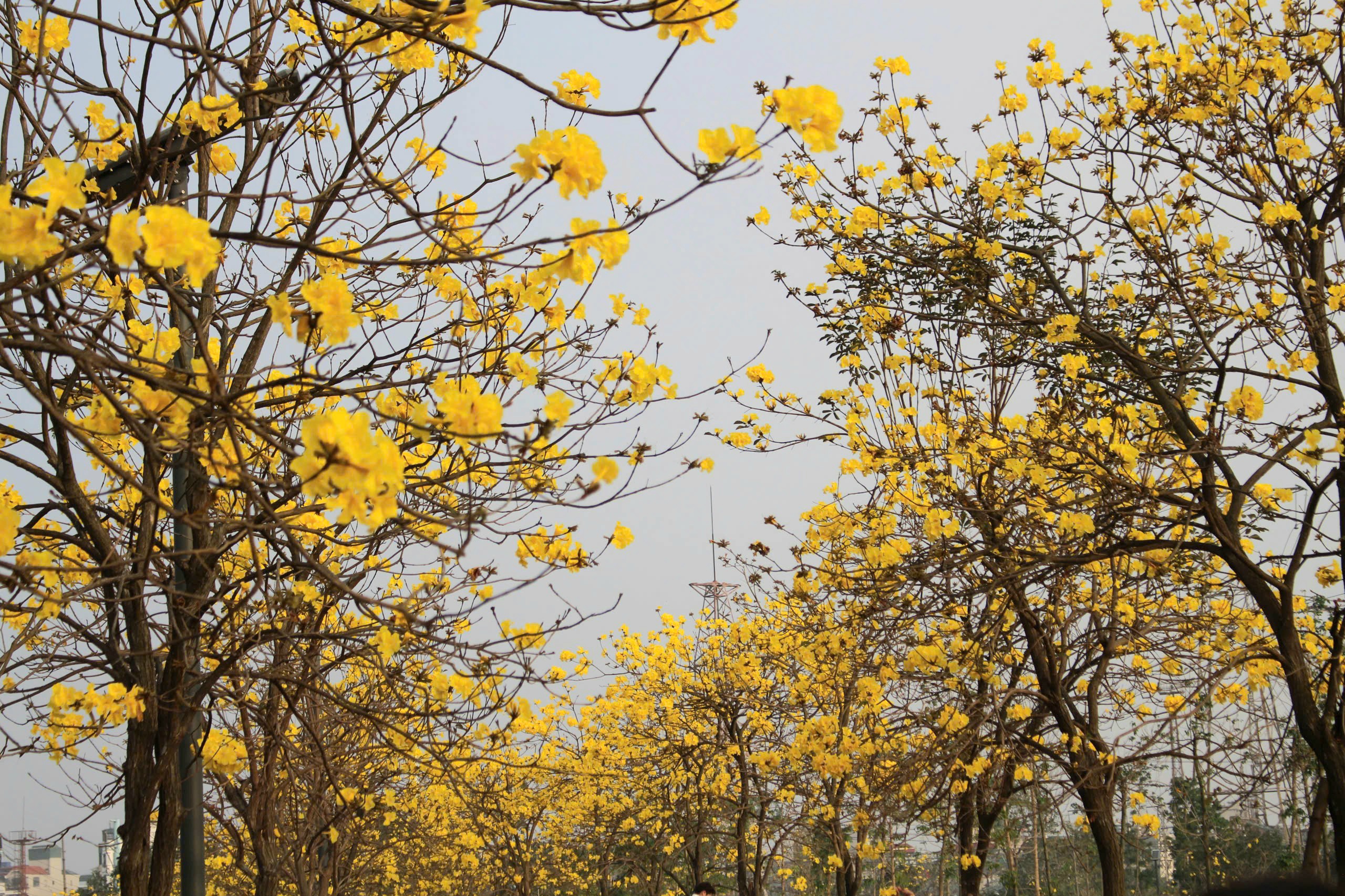 Con đường hoa phong linh kéo dài với mật độ hoa nở dày đặc tạo nên khung cảnh ấn tượng đầu xuân giữa lòng Thủ đô.
