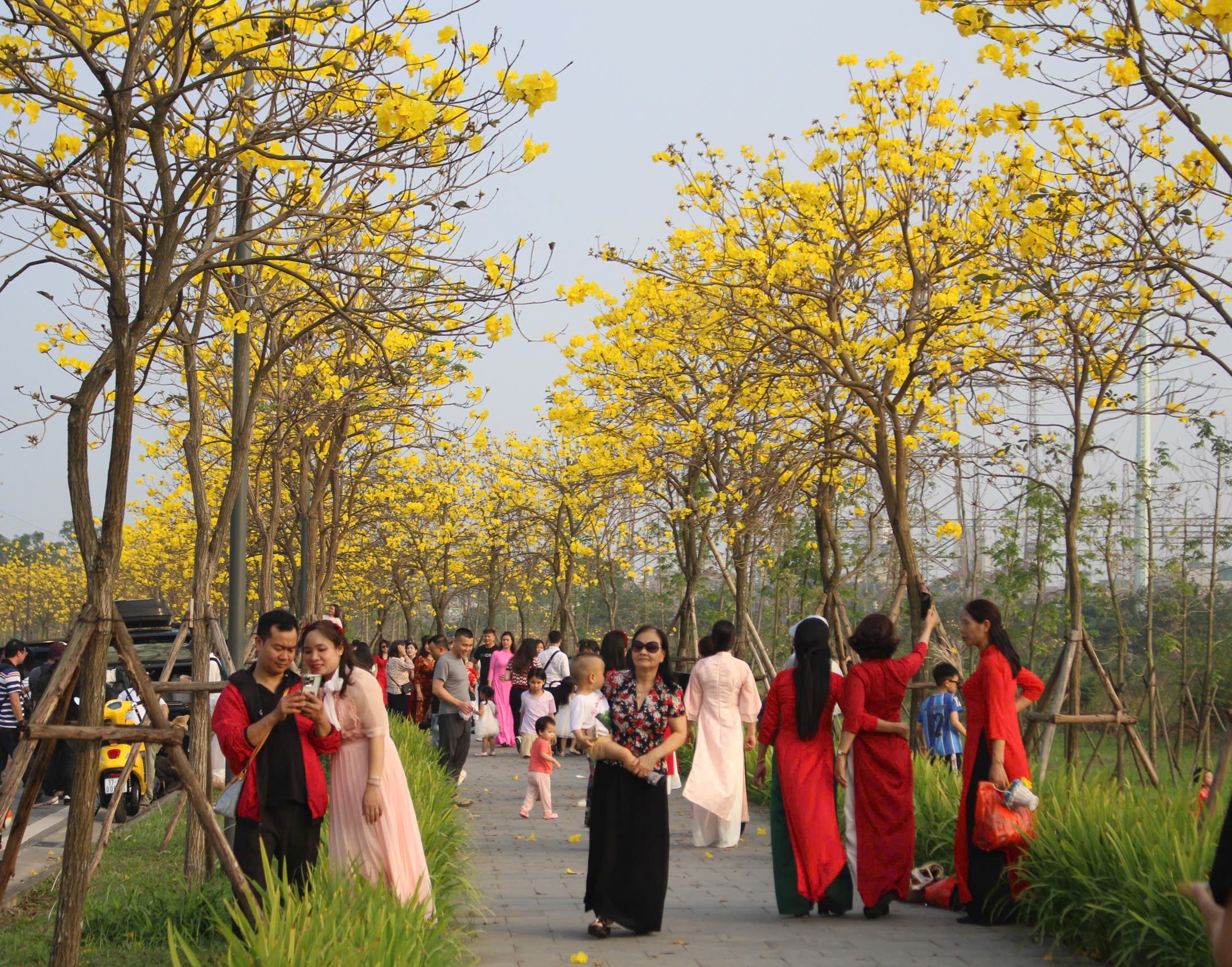 Tại khu đô thị ở phường Hà Đông, con đường hoa phong linh dài khoảng 1km đang vào độ nở rộ. Khi cây phong linh ra  hoa cũng là lúc lá gần như rụng hết, chỉ còn lại các chùm hoa dày tựa những bông nắng vàng.