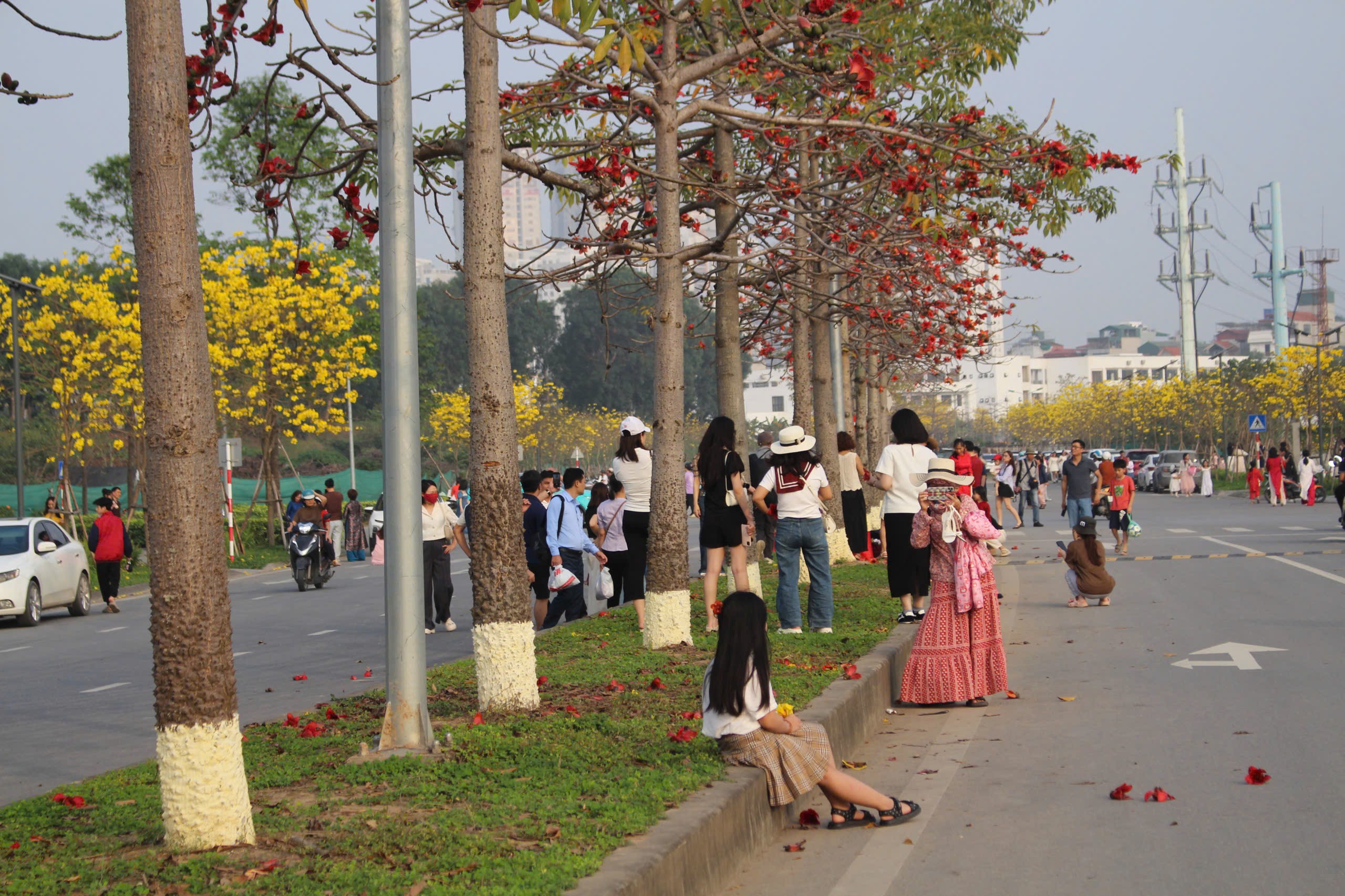 Con đường hoa phong linh không chỉ tạo ấn tượng bởi sắc hoa vàng rực, mà còn xen kẽ sắc đỏ rực rỡ của hoa gạo đang độ đơm bông. Đặc điểm nổi bật nhất của hoa gạo ở đây là cây nhỏ, thấp, rất nhiều hoa, thuận lợi cho mọi người chụp ảnh.