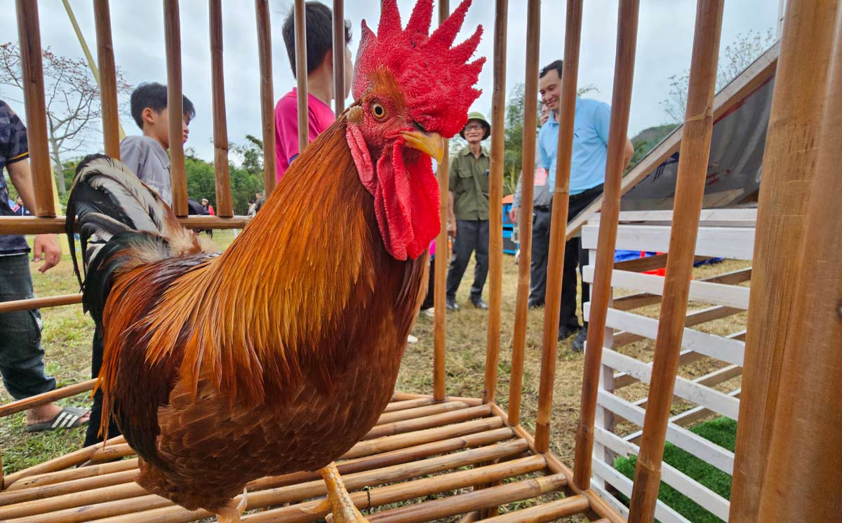 Vua gà Tiên Yên 2026. Ảnh: Đoàn Hưng