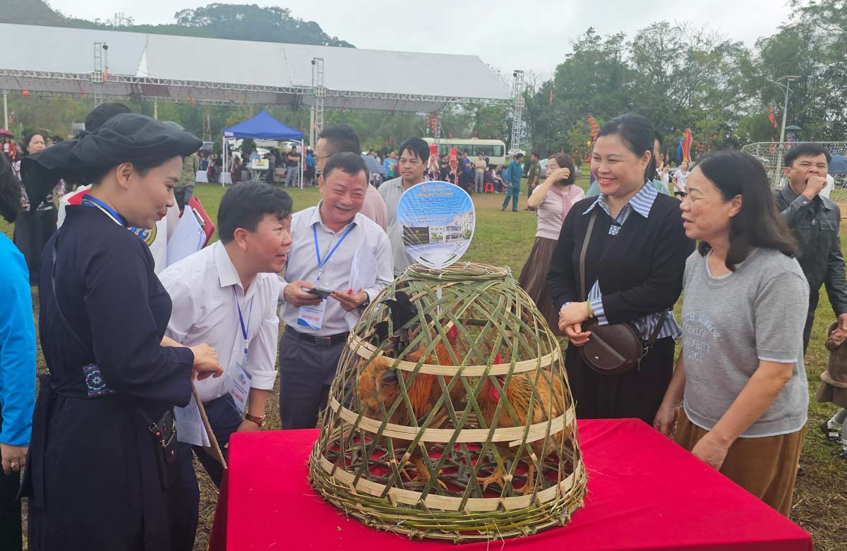 Ban giám khảo chấm điểm tại hội thi “Vua gà“. Ảnh: Đoàn Hưng