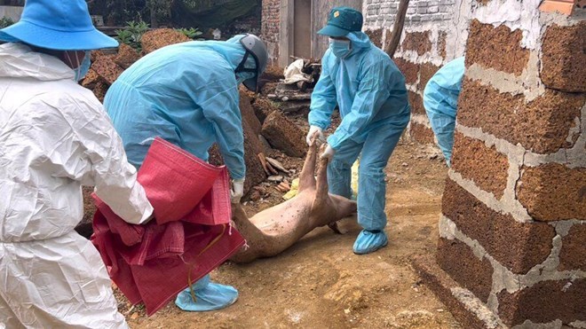 Destroying dead pigs due to African swine fever in Quang Ngai. Photo: Dong Giang