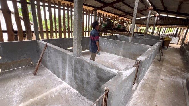 Chuồng trại của nhiều hộ chăn nuôi lợn ở Quảng Ngãi trống trơn vì lợn bị mang đi tiêu hủy do mắc dịch bệnh tả lợn châu Phi. Ảnh: Minh Huy