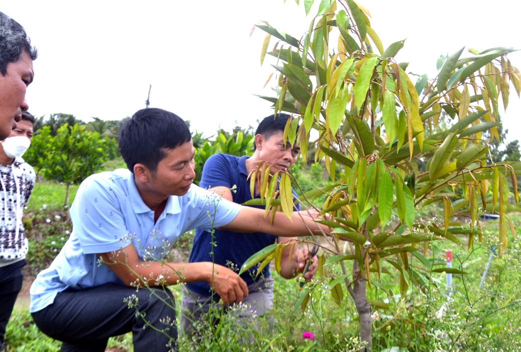 Tham quan, quan sát lá cây sầu riêng là giải pháp sớm phát hiện sức khỏe cây để chủ động ứng phó. Ảnh: Thanh Mai