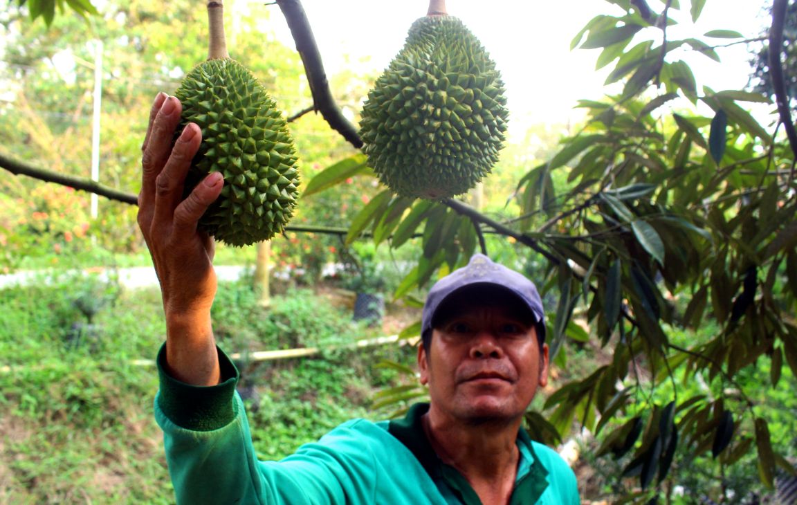 Chẩn đoán sớm không chỉ giúp cây phục hồi nhanh mà còn góp phần duy trì năng suất và chất lượng trái sầu riêng. Ảnh: Thanh Mai