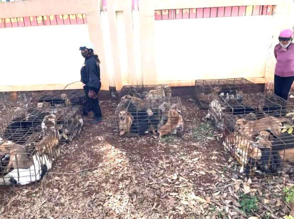 Functional forces of Dak Lak province are investigating and clarifying a dog theft ring that occurred in the area. Photo: People provided