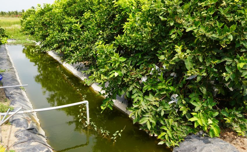 Nông dân xã Cù Lao Dung (TP Cần Thơ) chủ động trữ nước ngọt phục vụ vườn cây ăn trái trong mùa khô. Ảnh: Phương Anh