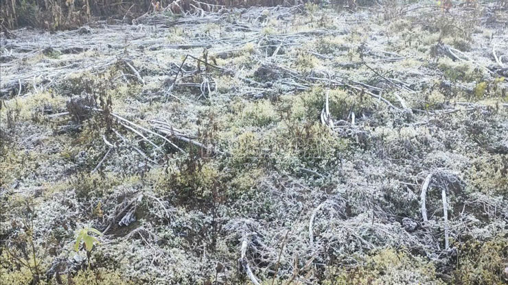 Lớp băng giá phủ trắng cây cối trong các khu vườn ở Ngải Thầu Thượng, xã Y Tý, tỉnh Lào Cai. Ảnh: Tuấn Ngọc - A Chu 