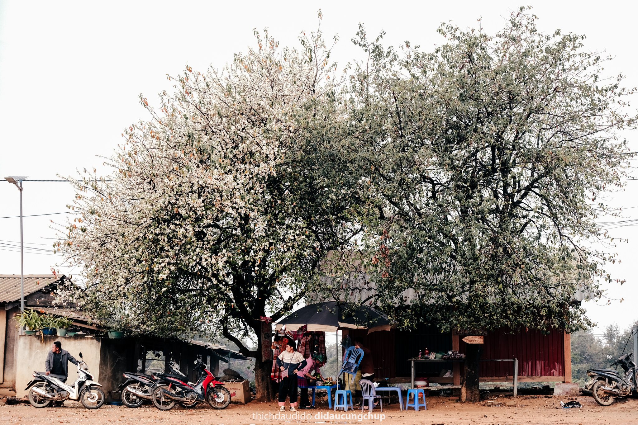 Vài năm trở lại đây, Nậm Nghẹp được nhiều du khách biết tới nhờ mùa hoa sơn tra. Loài hoa của núi rừng biến nơi này thành điểm đến hấp dẫn trong bản đồ du lịch sinh thái, du lịch cộng đồng.