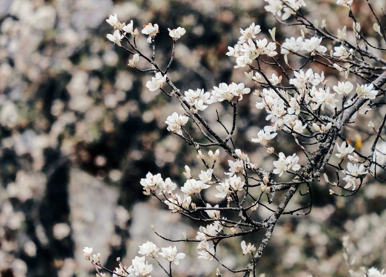 Sắc hoa sơn tra (táo mèo) trắng ngà. Ảnh: Đỗ Việt Anh