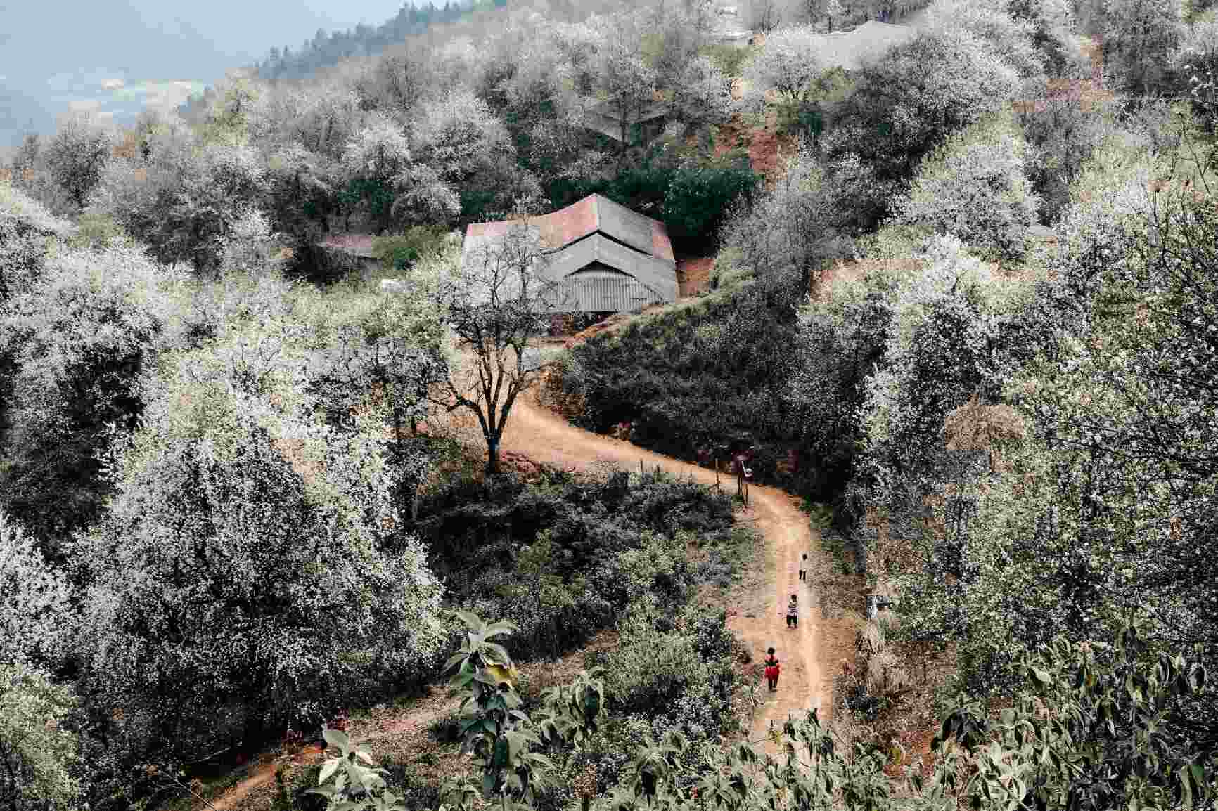 Năm nay là một trong những mùa hoa sơn tra đẹp nhất ở Nậm Nghẹp. Ảnh: Đỗ Việt Anh