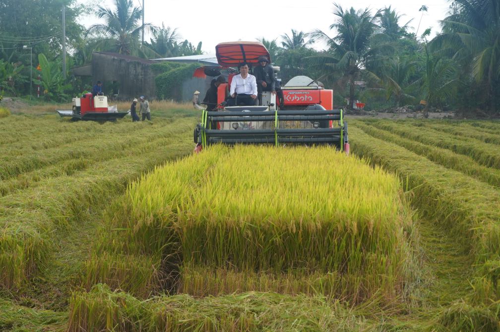Chủ tịch UBND xã Cờ Đỏ lái máy thu hoạch lúa cùng người dân. Ảnh: Tạ Quang