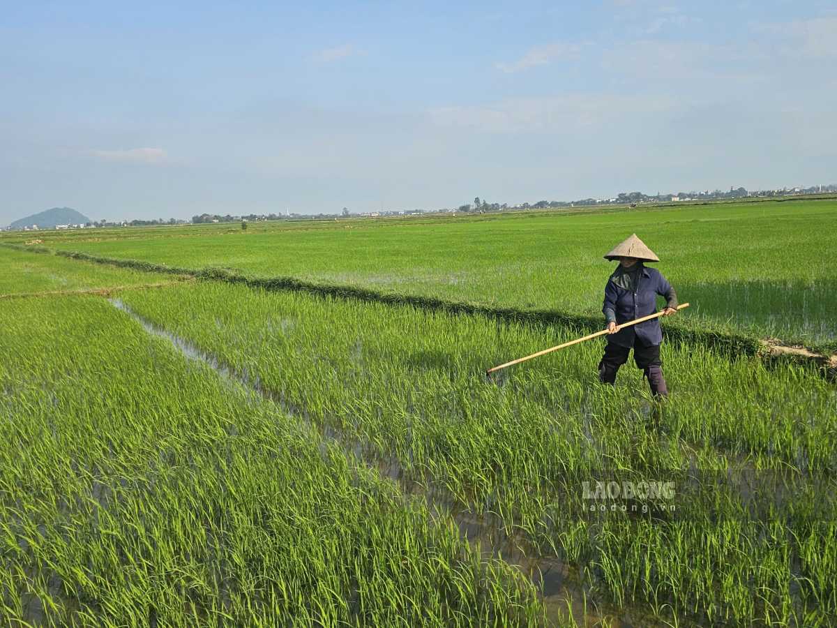 The difficult situation of Ms. Dang Thi Huong in Quang Trung village, Tan Minh commune, Ninh Binh province. Photo: Ha Vi
