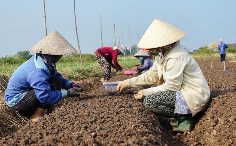 Regulations on the term of annual crop land use in 2026