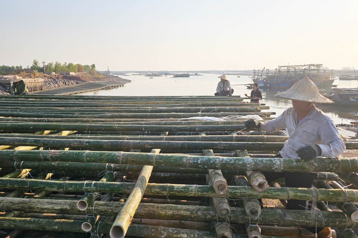 Người dân phường Hà An dựng bè nuôi hàu, hà cửa sông. Việc Quảng Ninh quy định 14 điểm tránh mặn góp phần tháo gỡ khó khăn kéo dài nhiều năm cho người nuôi, đồng thời tạo khí thế sản xuất đầu năm. Ảnh: Đoàn Hưng.