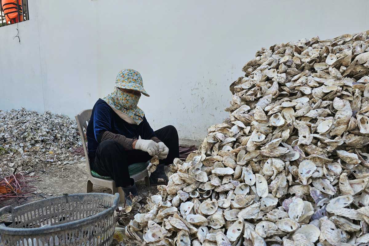 Người dân làm các dây nuôi hàu. Ảnh: Đoàn Hưng