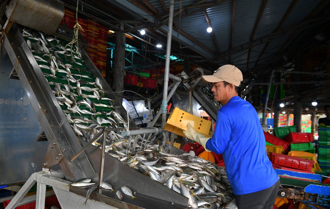 Lựa cá. Ảnh: Việt Văn