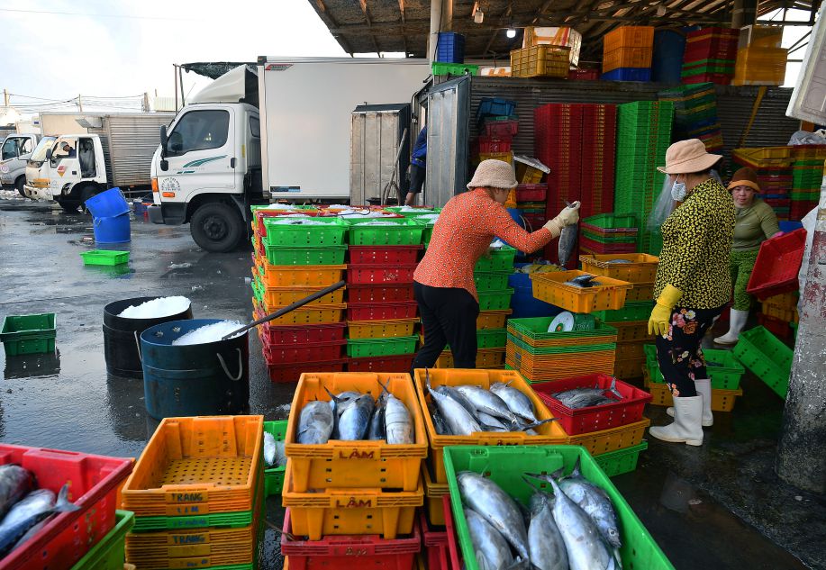Cá tươi vừa được đưa từ xe lạnh xuống khu phân loại tại cảng cá Bến Đá.  Ảnh: Việt Văn