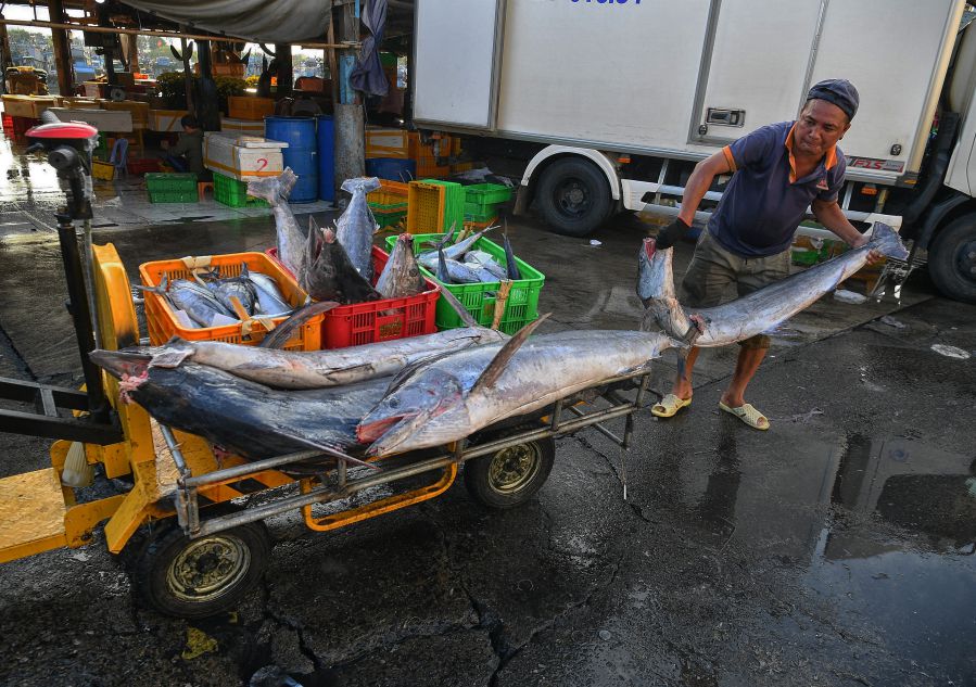 Vận chuyển cá đi tiêu thụ. Ảnh: Việt Văn